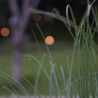 月亮煮清粥