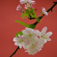 肖老白