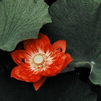 泽小蛙