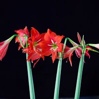 老陈379