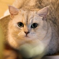 kim66