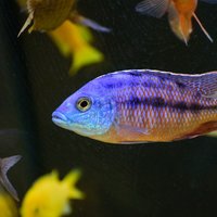 老麦子