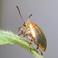 曾昭亮