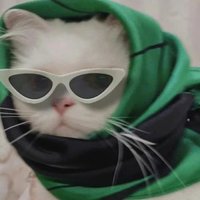 猫不易
