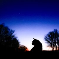 艾漫de猫猫岛