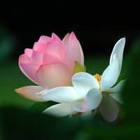 wangxiaoming