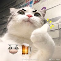 肉丸届可爱代表