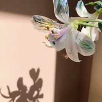 梦想做背包旅行者