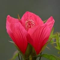 江河水手