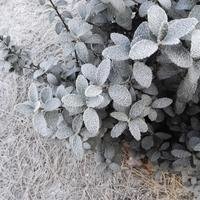 爱摄影的小鬼