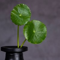 缀雲逍