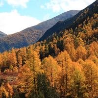 艾在山中
