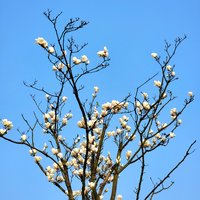 杜康叔叔