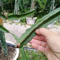 南京的毕姥爷