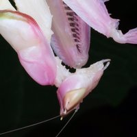 虫小鱼