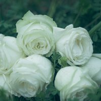 lovephotography
