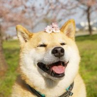 沉默的乌贼