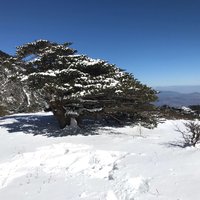 步步生莲414