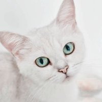 话唠的小贺