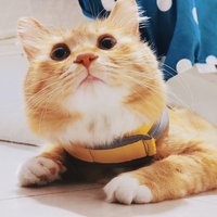 鸡腿儿胡了