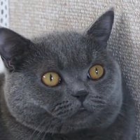 嘤嘤嘤怪叫嘤嘤嘤