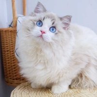 幸运的吐司