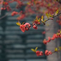 zpj四叶草的幸福