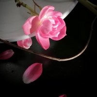 17芳菲尽