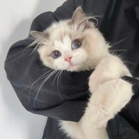 晓猫1474