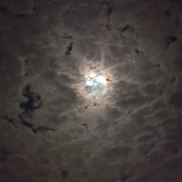 芜湖大白鲨