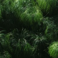罗非与罗非鱼