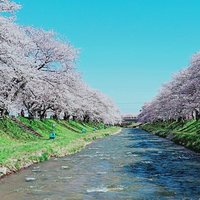 冬日檸檬茶