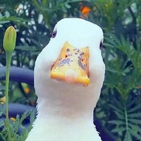 及时Y