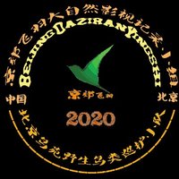 京郊飞羽
