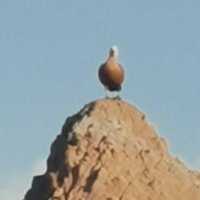 键客