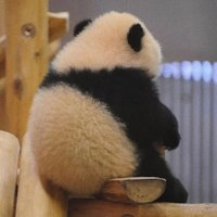 圆妮