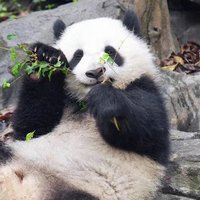 朱颜辞镜