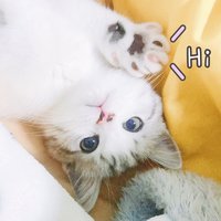 啊啦博