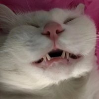 翘班小能手