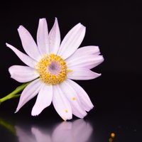 聪明的花猫3456A