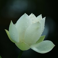 荷影荷香