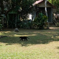 猫值不动我不动