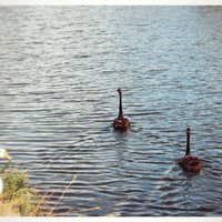 被海水咸死的鱼