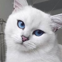 Na卡卡