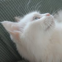 SylviaXie
