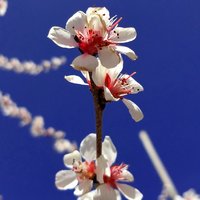 爱了520