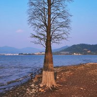 金格