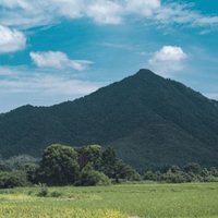 木糖ZH
