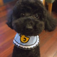 Cindycri