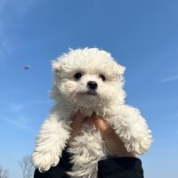 刘虹辰